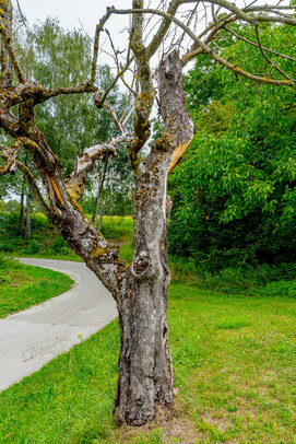 Thumbnail: _JA 40729 abgestorbener Apfelbaum.jpg